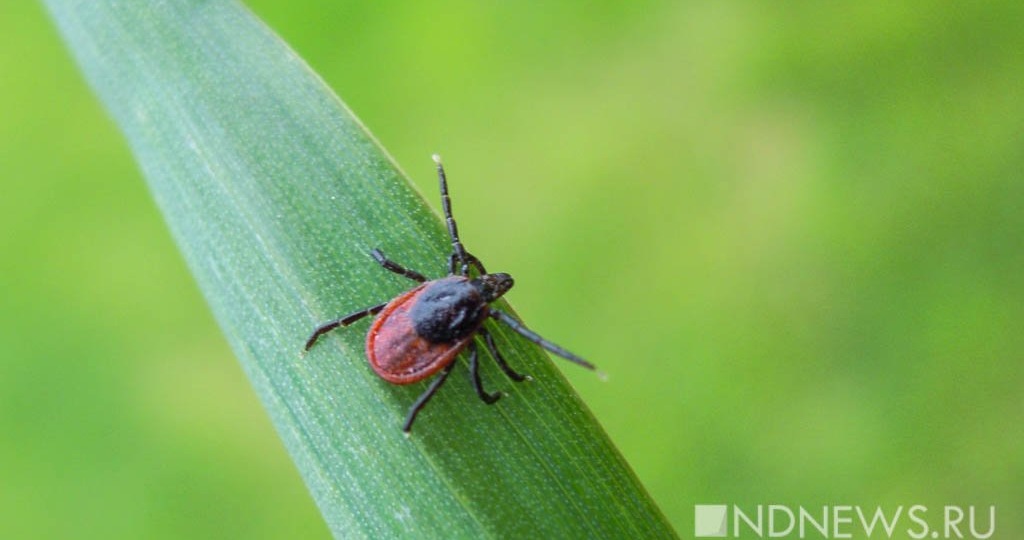 Первая помощь при укусах змей, клещей и собак: рекомендации специалиста Пироговского Университета