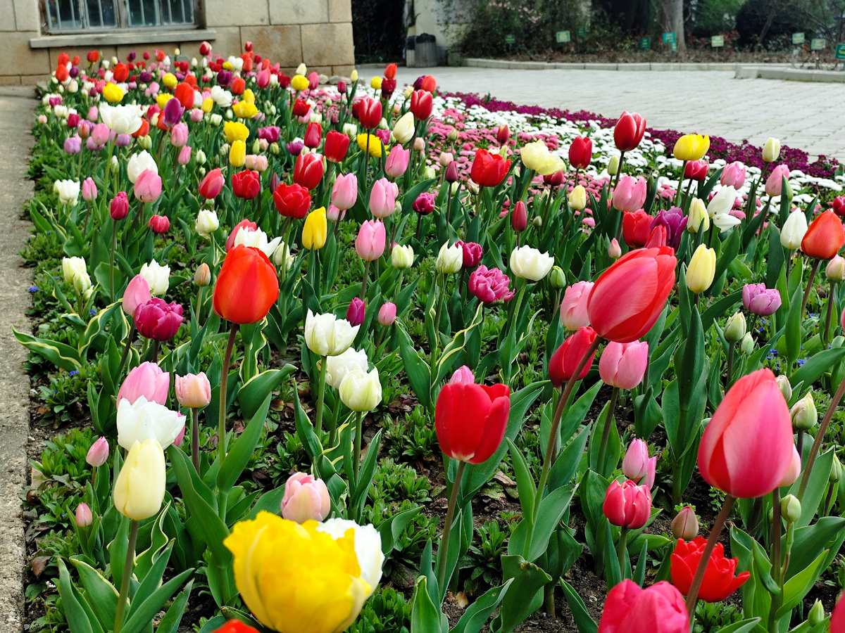 Традиционная разноцветная клумба возле главного корпуса 