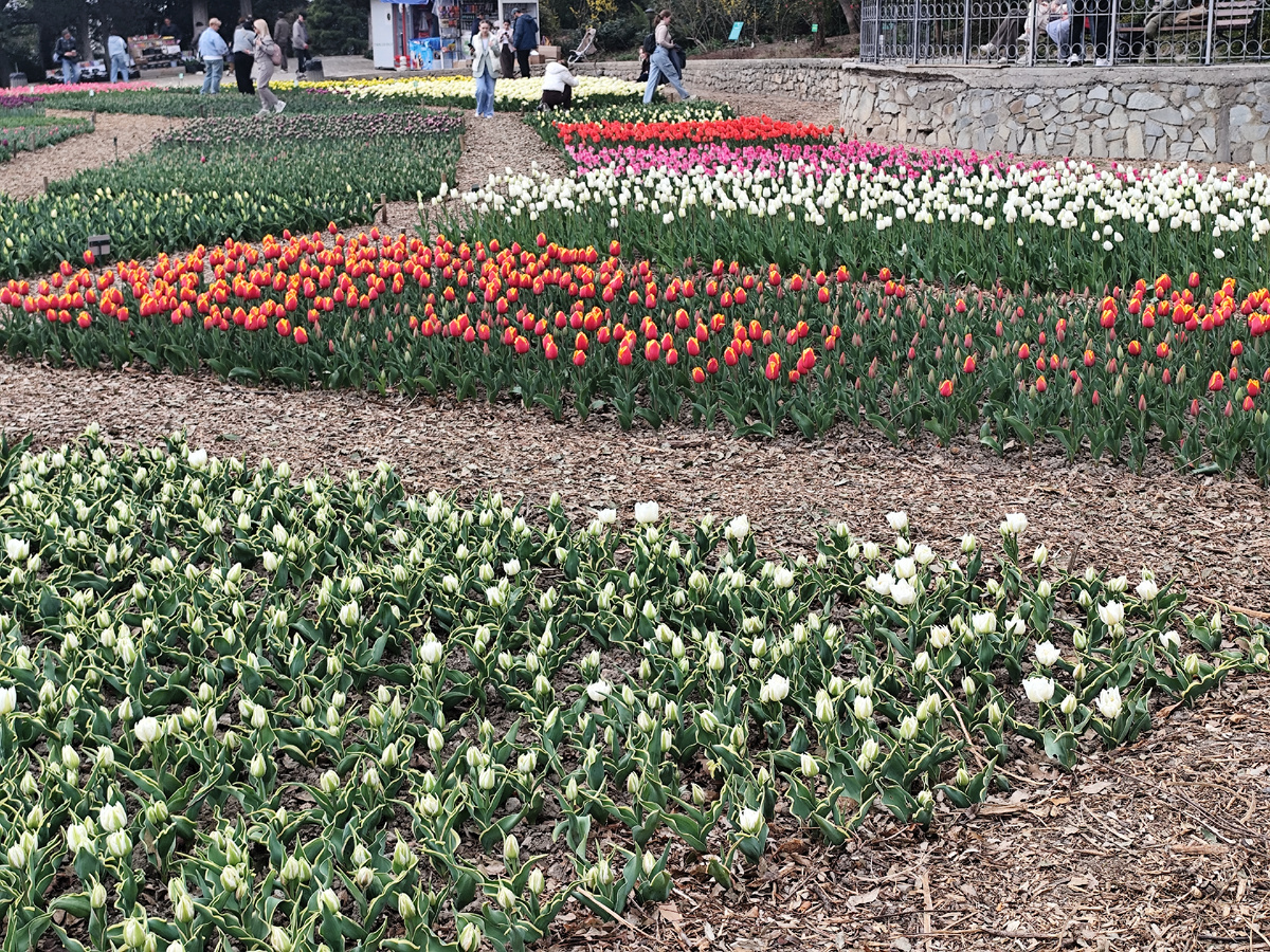 Пока ещё не все тюльпаны при полном параде