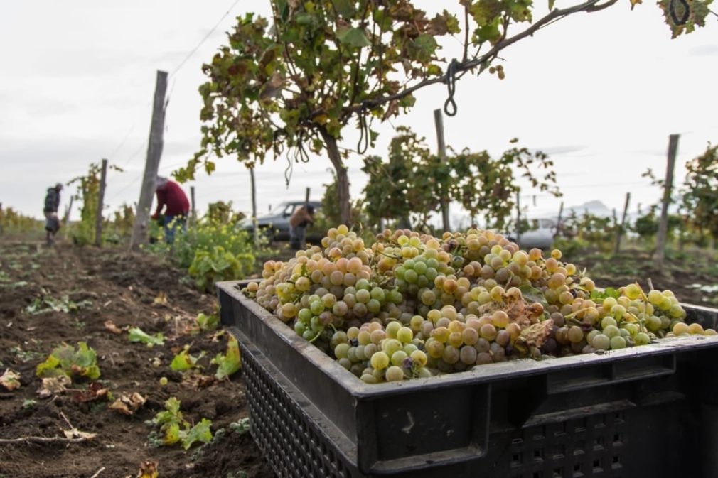    Фото: пресс-служба Минсельхоза Ставрополья Кира Лютова