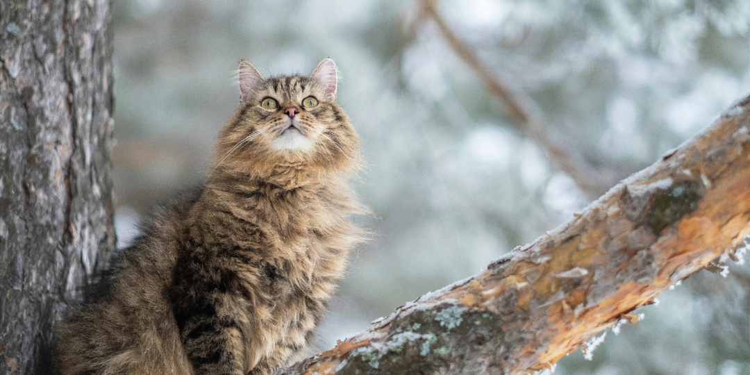 Породы кошек: Сибирская