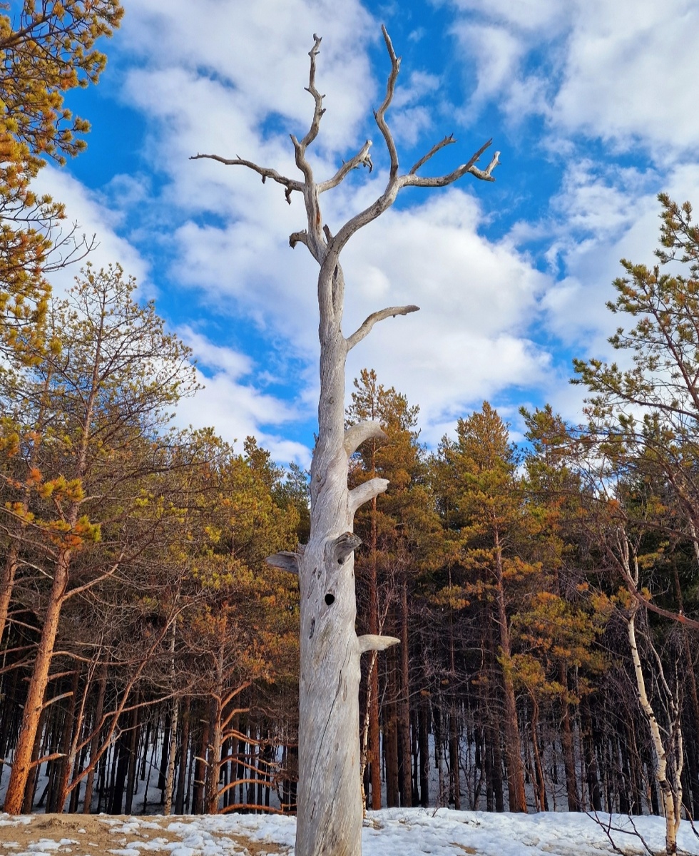 В городе всё растаяло, а в лесу нет