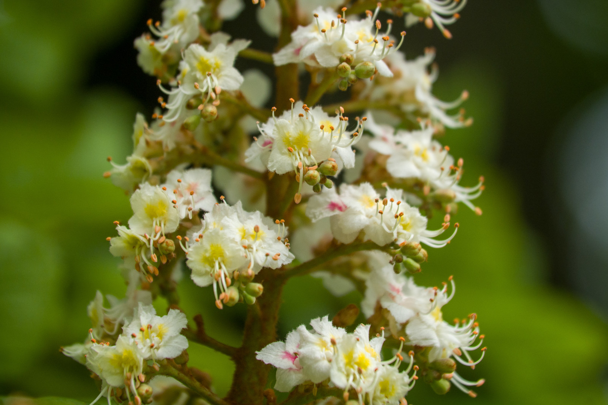 Фото: Олег Золото 