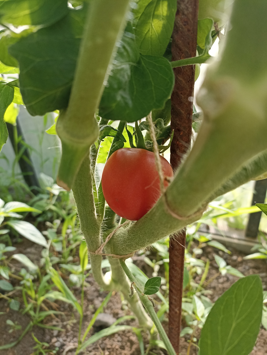 Первые помидоры в теплице