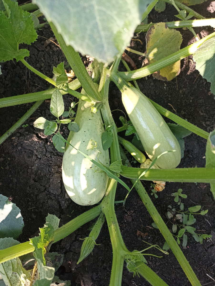 Дружно зреют кабачки