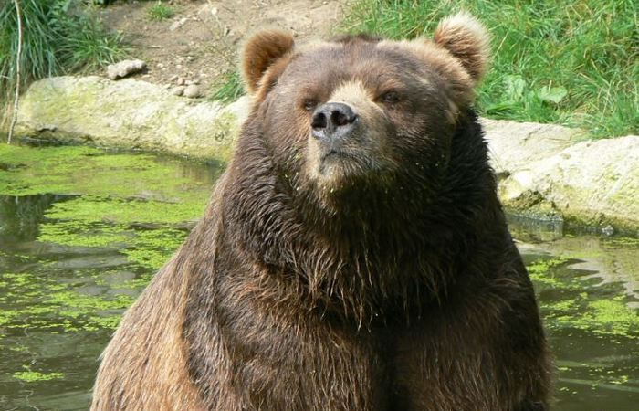 Кадьяк: каким образом этот бурый медведь оказался в два раза больше своих обычных собратьев