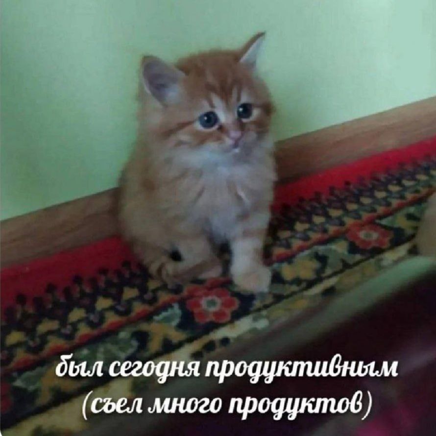 (Картинка из открытых источников) Это я. Несмотря на общее недомогание, кушаю я хорошо! 🤭