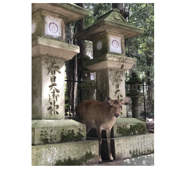 Блудный олень