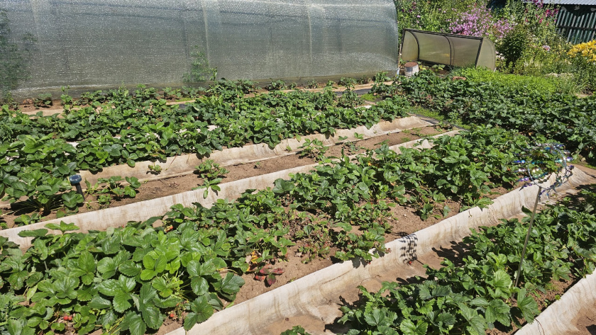    Фото: progorod43.ru