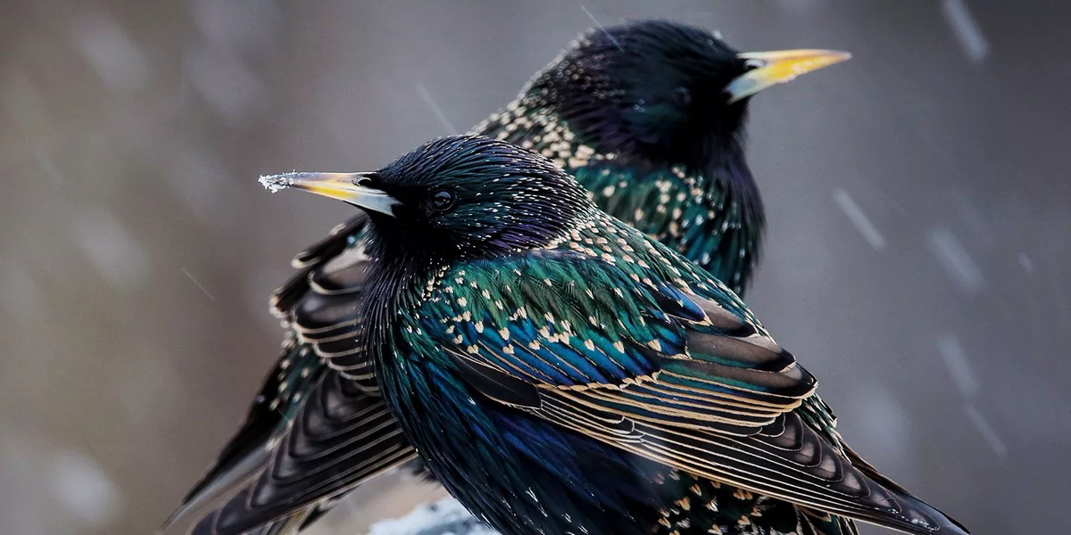 Изображение из открытых источников