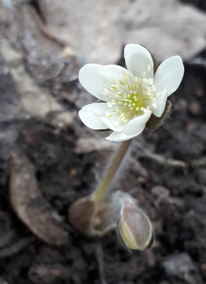 Печёночница