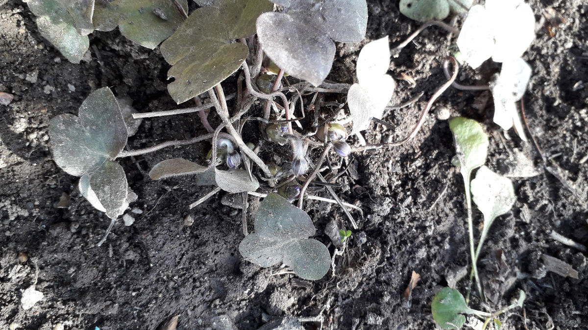 Первая зимовка 1 апреля 2025г