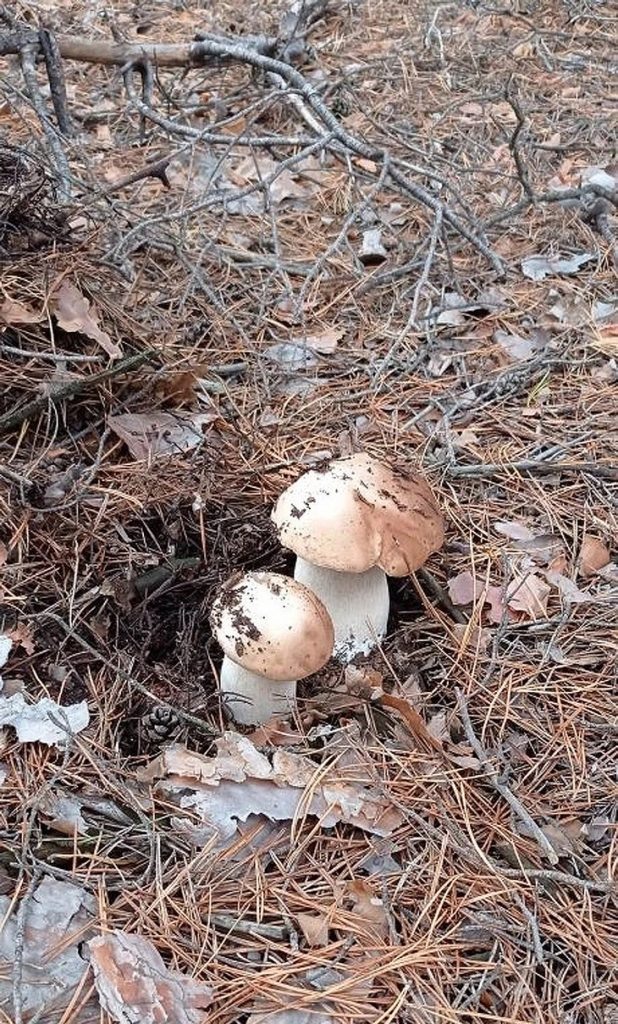     грибы Редакция Газеты