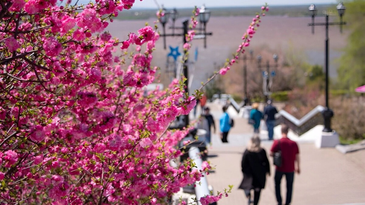    миндаль   Администрация Хабаровск