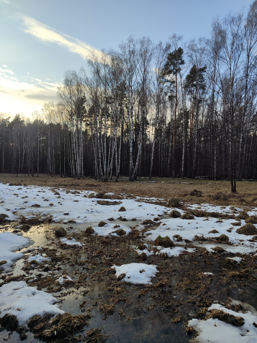 Парк лосиный остров, апрель 2025, фото автора, для иллюстрации статьи