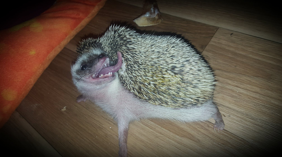 Уверен, примерно 95% владельцев домашних ежей впадают в панику, когда видят, что их питомец делает такое.