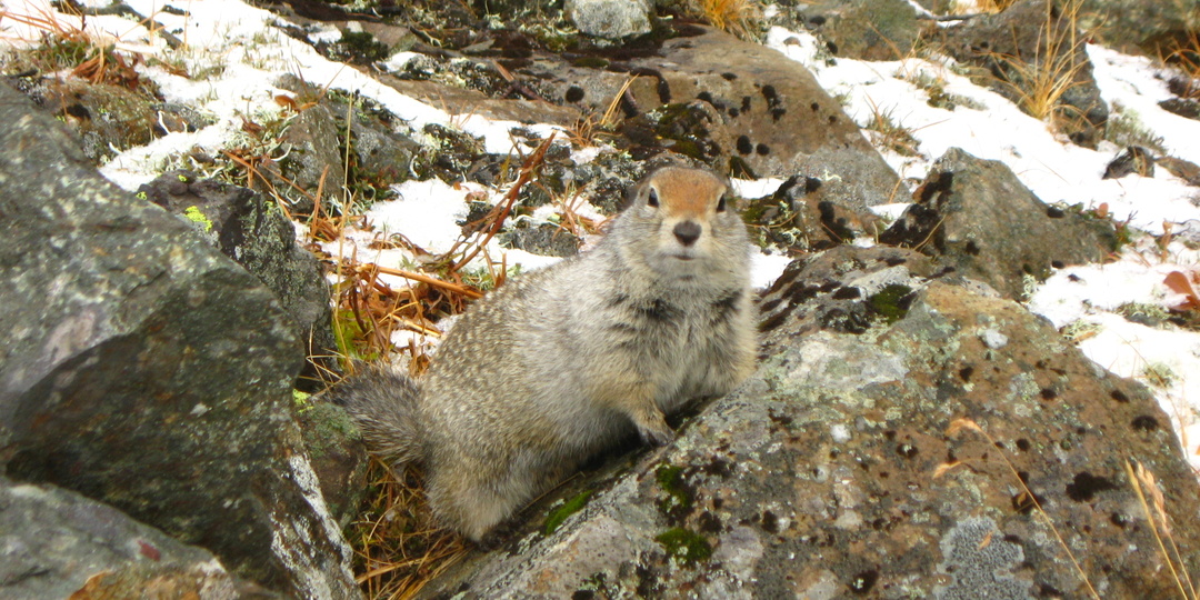 «Огненный лис»: удивительный фильм про Камчатку, где все актёры - животные!