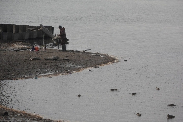 В Оби под Новосибирском обнаружили опасные чужеродные виды рыб