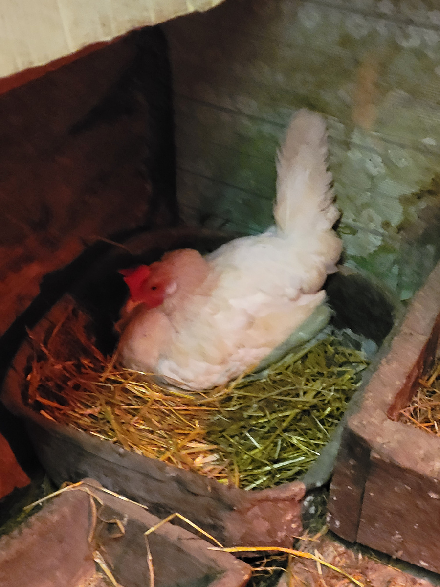 Под дней 3 яичка. Ходила, ходила - села. Все пошли гулять, а она высиживает. 