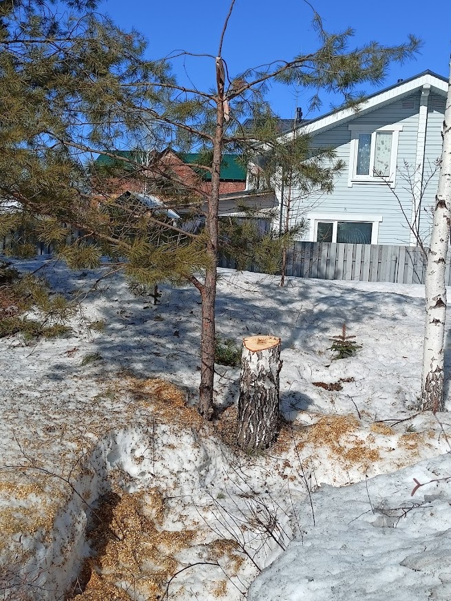 появилось место для роста сосны