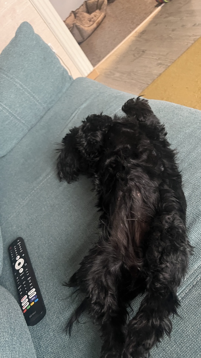 Спит 🐕‍🦺 