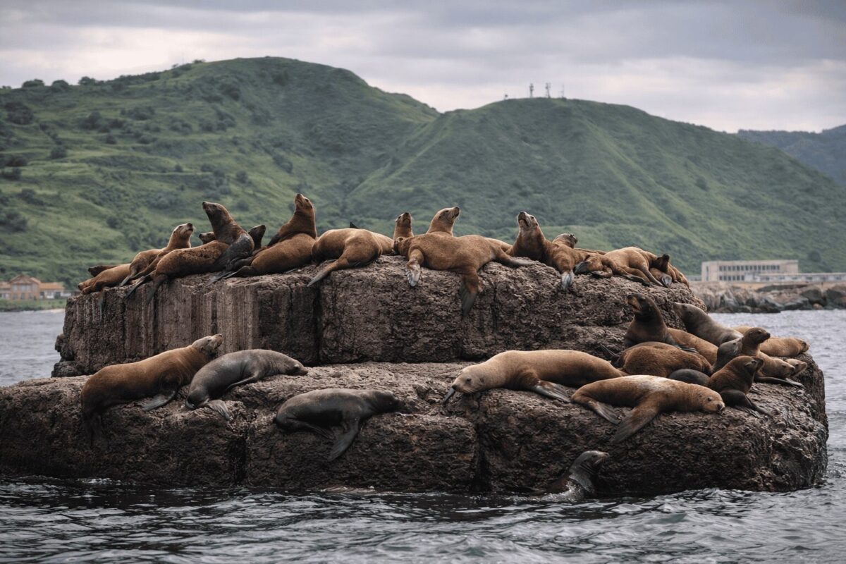Лежбище сивучей в Невельске / фото: Виктор Рогов (СахПресс)
