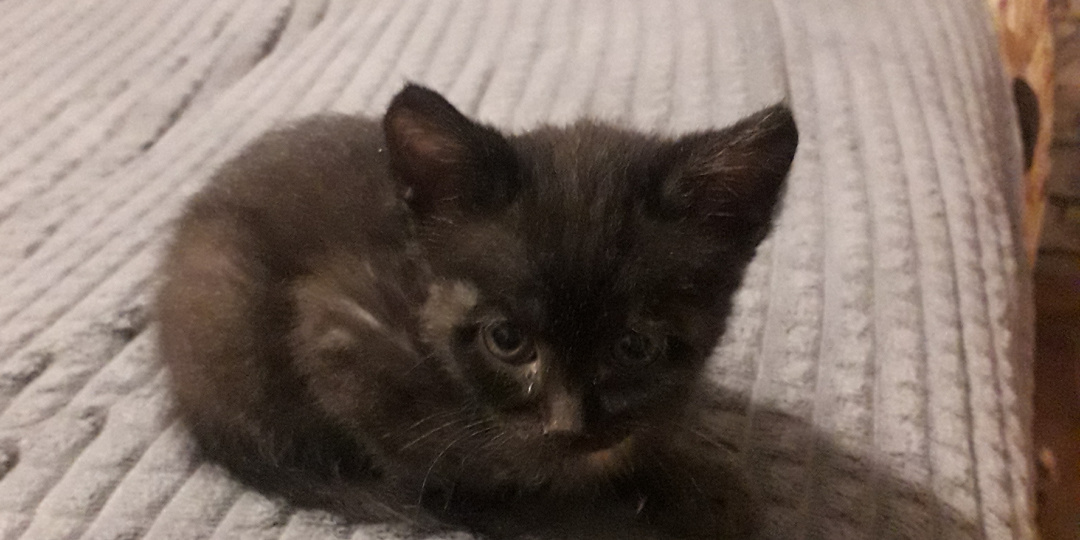 Душераздирающая история о том, как у нас появился еще один меломан - кошечка