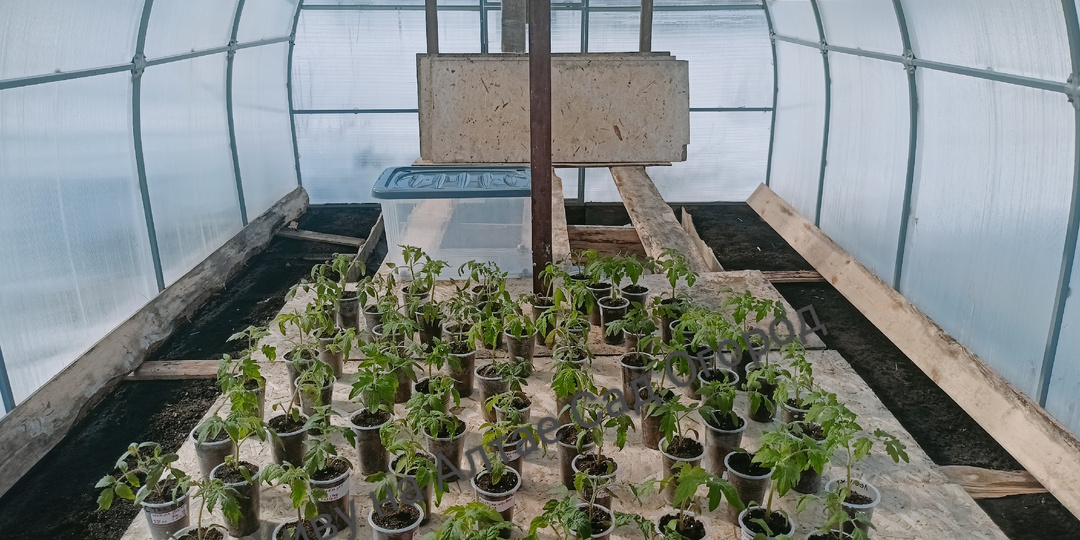 Март, вынесла рассаду томатов в теплицу