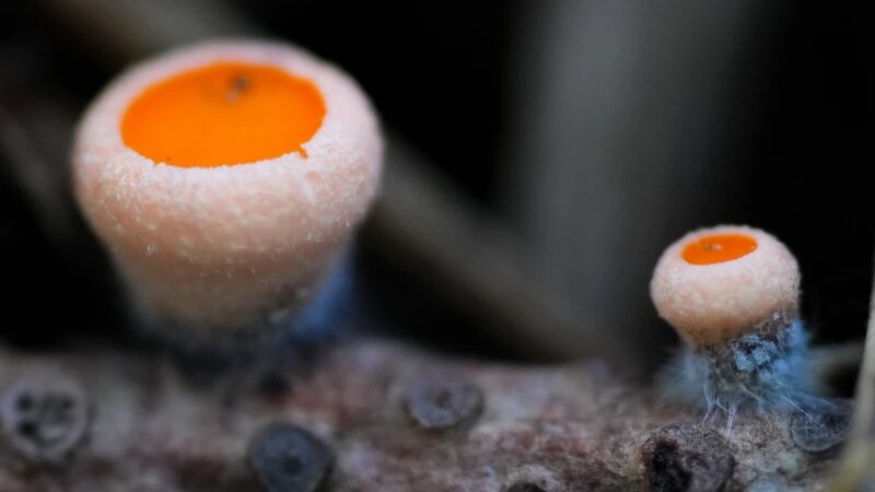     Первые грибы весной на Алтае. Роман и Татьяна Воробьевы