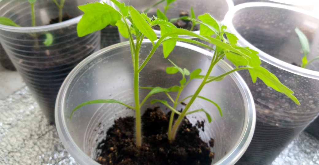 Вот когда рассаду не подкармливают: совсем - 3 случая, агроном объяснил. Медвежья услуга: лишнее, бесполезное и очевидное