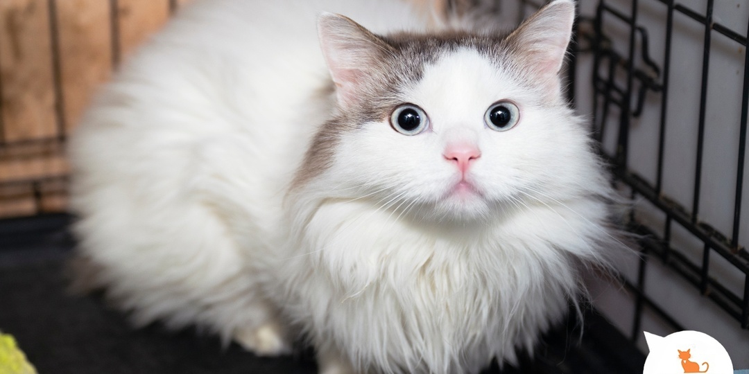 Каждой семье нужен личный гонщик