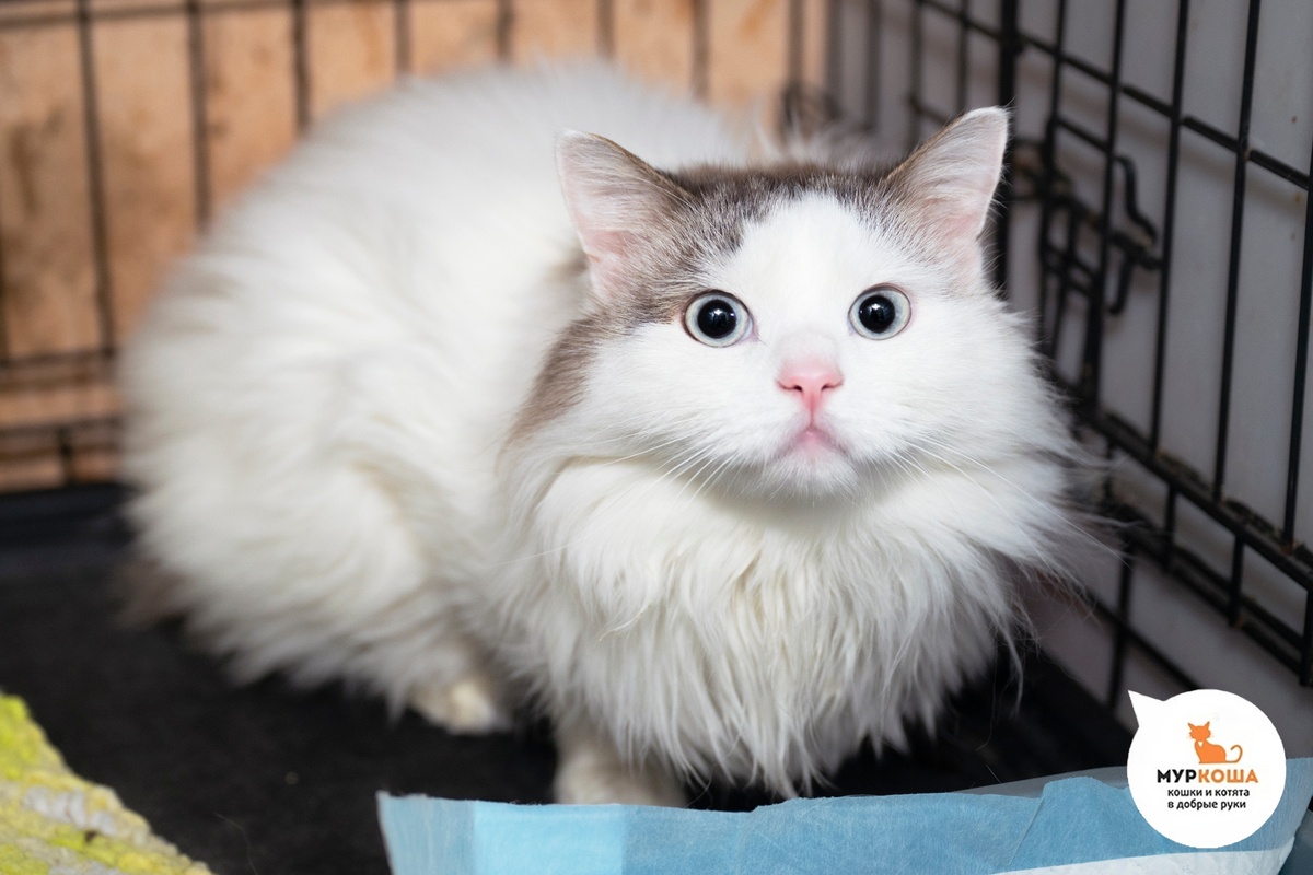 Котик Пассаж, домашний.