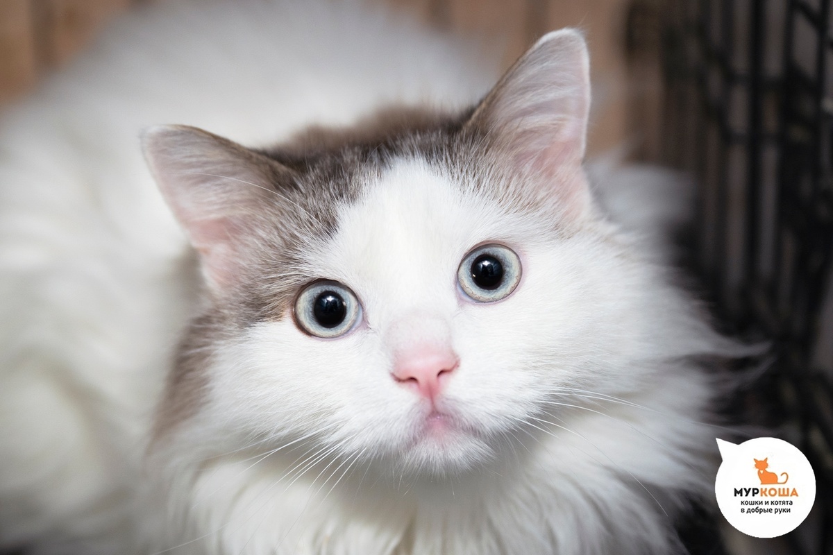 Пассаж очень интересный котик.