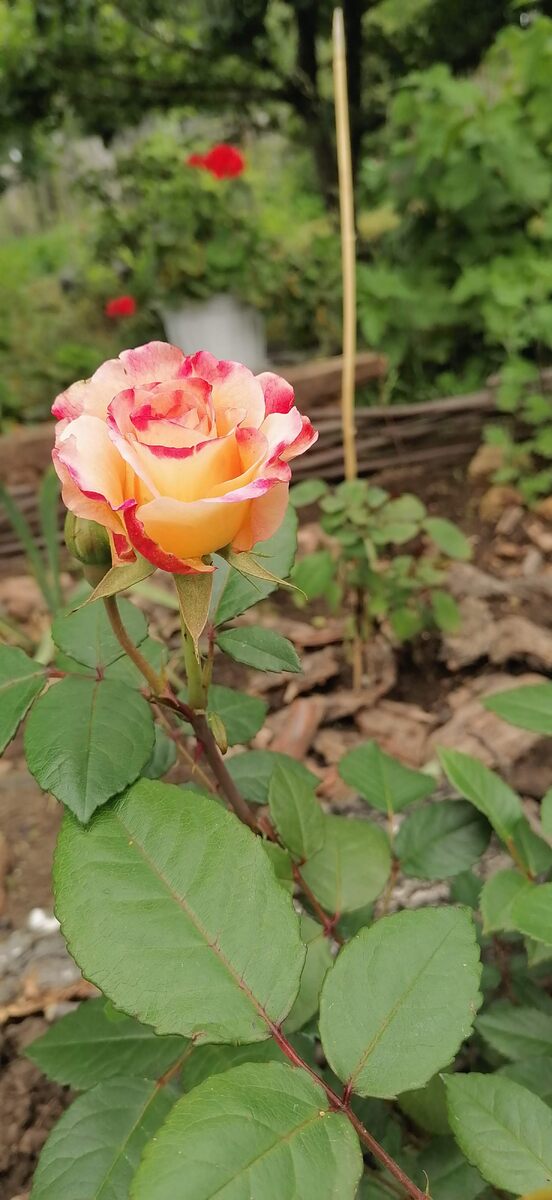 роза Акварель, второая по счету в моей небольшой коллекции