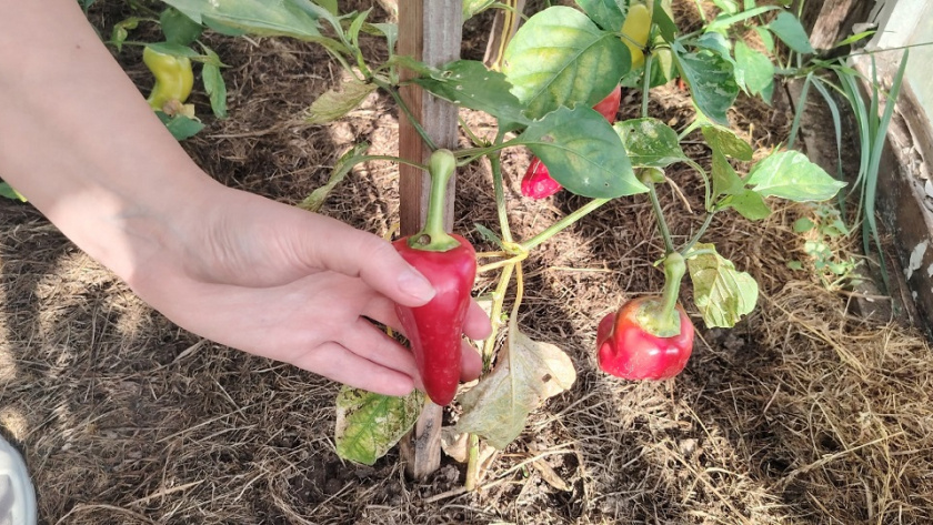    фото из архива редакции