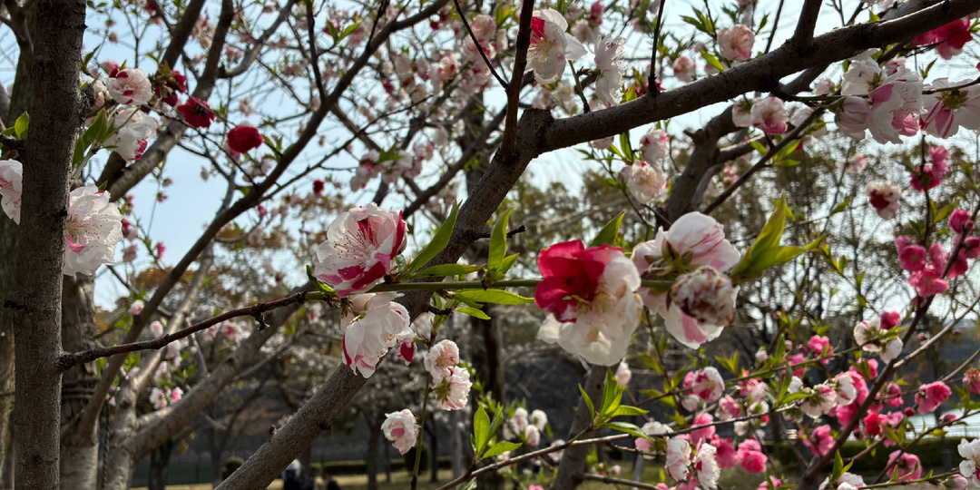 Начало сезона цветения сакуры 2026 в Осаке