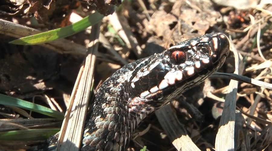 Как сделать, чтобы гадюки обходили участок стороной. 5 рекомендаций