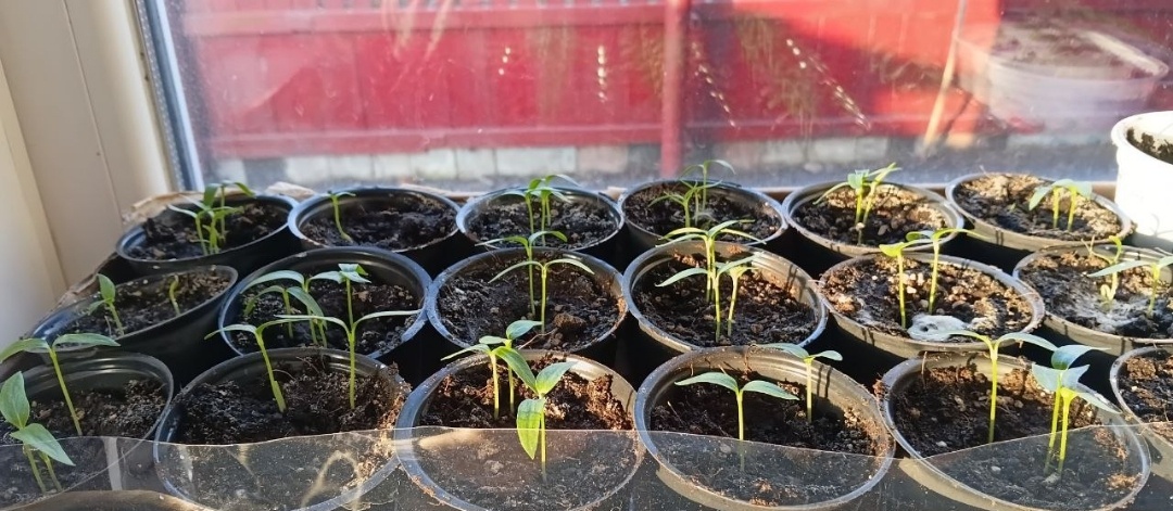 Вот и перцы взошли - их нужно защитить, опрыскать воздух, заострить спичку: 3 дела для ускоренного роста. Агрономы советуют