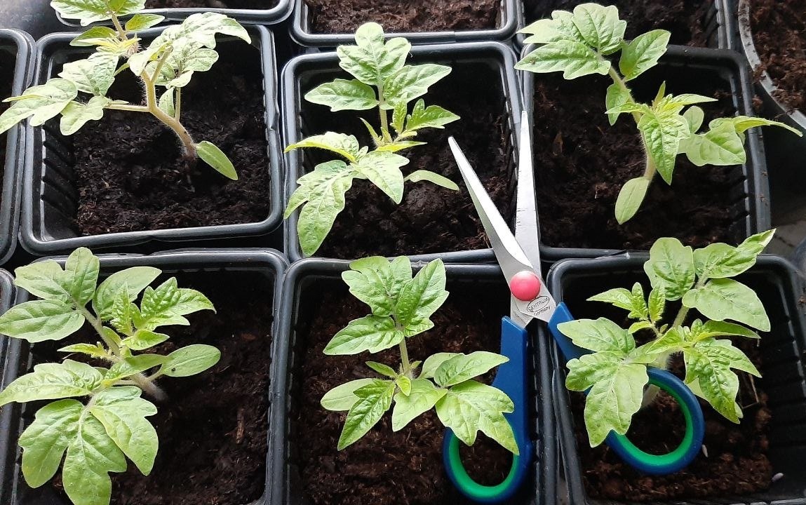 Автор фото – Ольга Романовская.