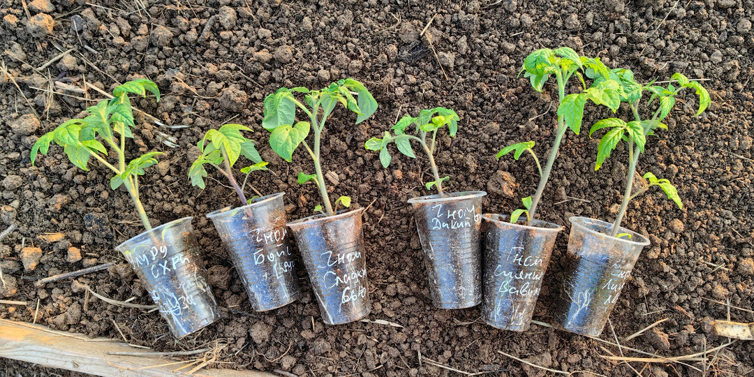 Томатные Гномы на новый сезон!