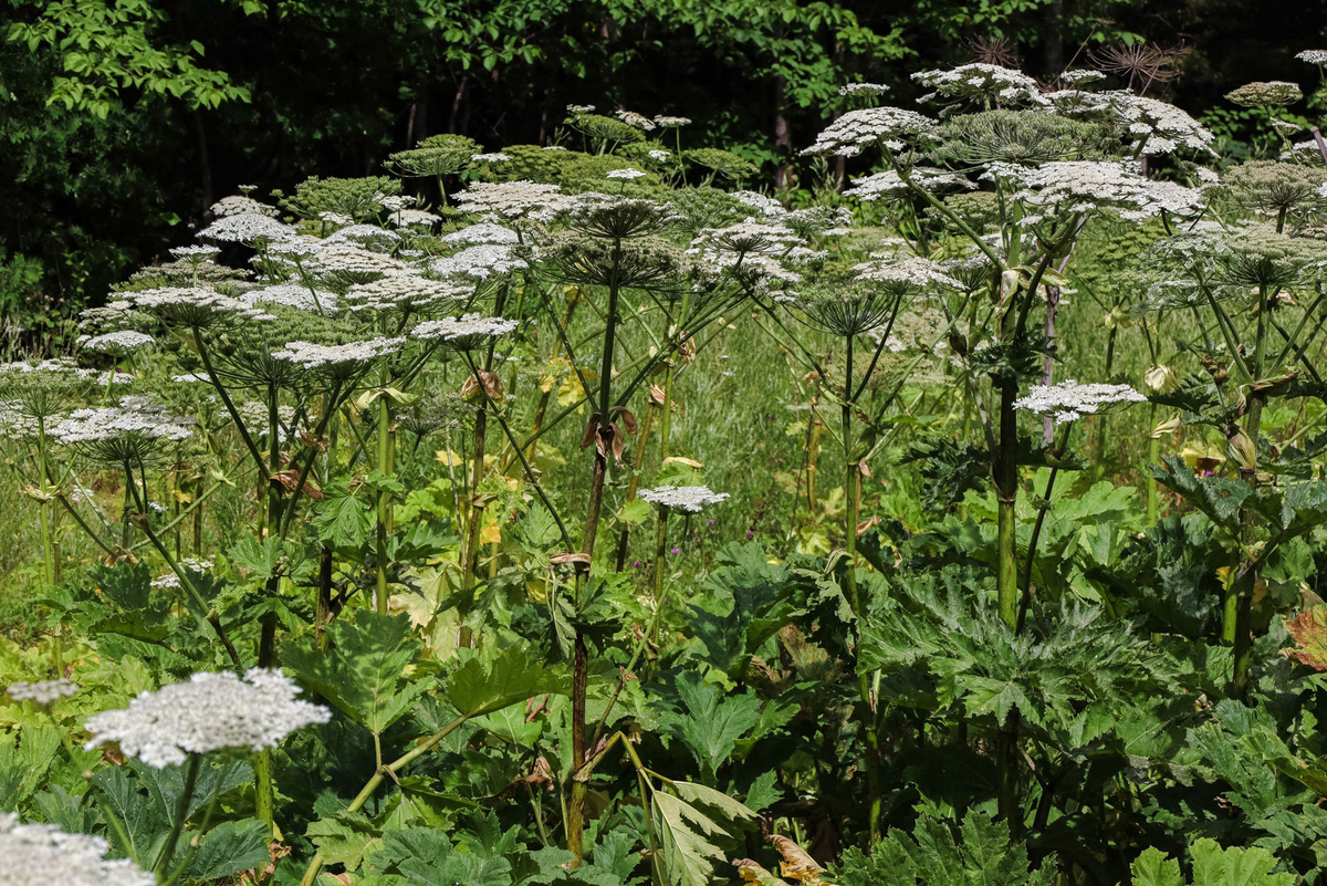 Борщевик также планируется в дальнейшем включить в список инвазивных растений.  Фото: Фото: ФедералПресс / Елена Майорова