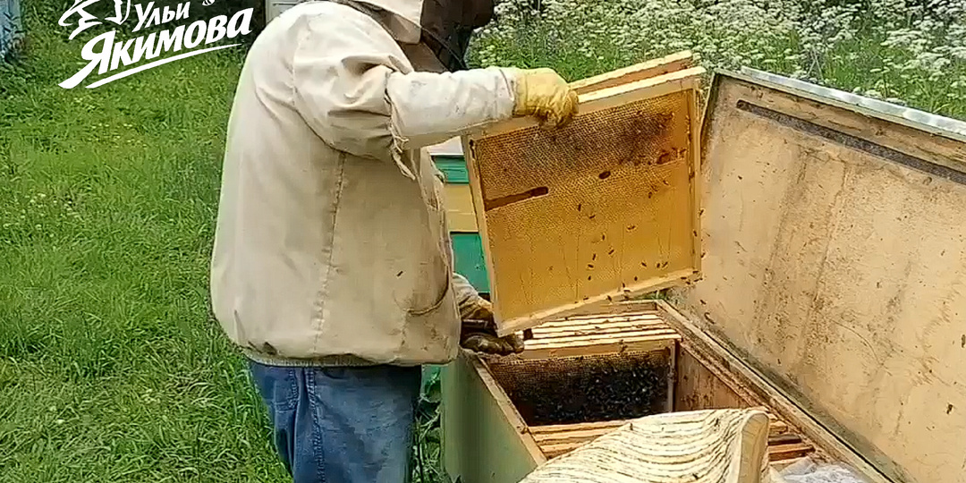 Почему пчеловодство — это идеальный бизнес для самозанятых в деревне