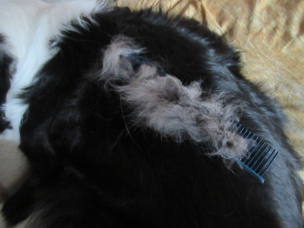 Всего лишь один раз провела расческой по собаке