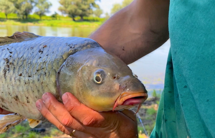 Карп и сазан: братья, но не близнецы. Как отличить и понять