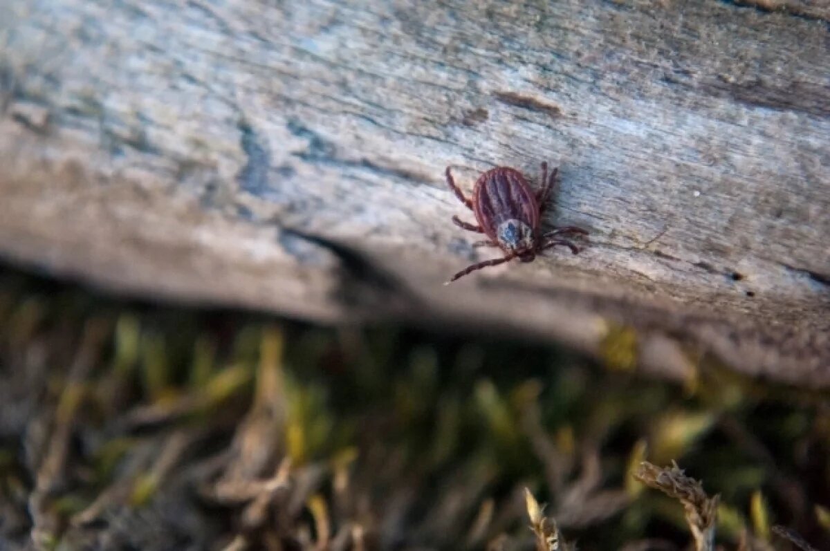    Первый в этом году случай укуса клеща в Иркутской области выявили 23 марта