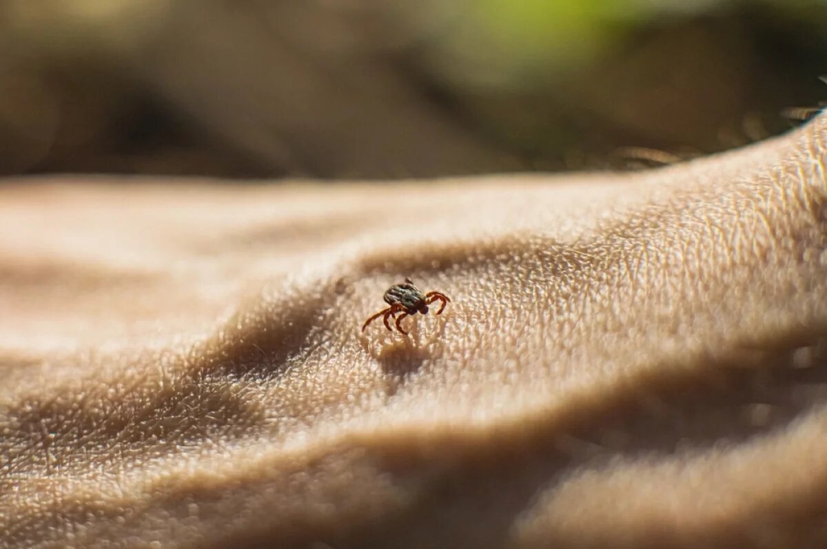    Клещи начинают проявлять активность, когда температура почвы прогревается до +3...+5°C.