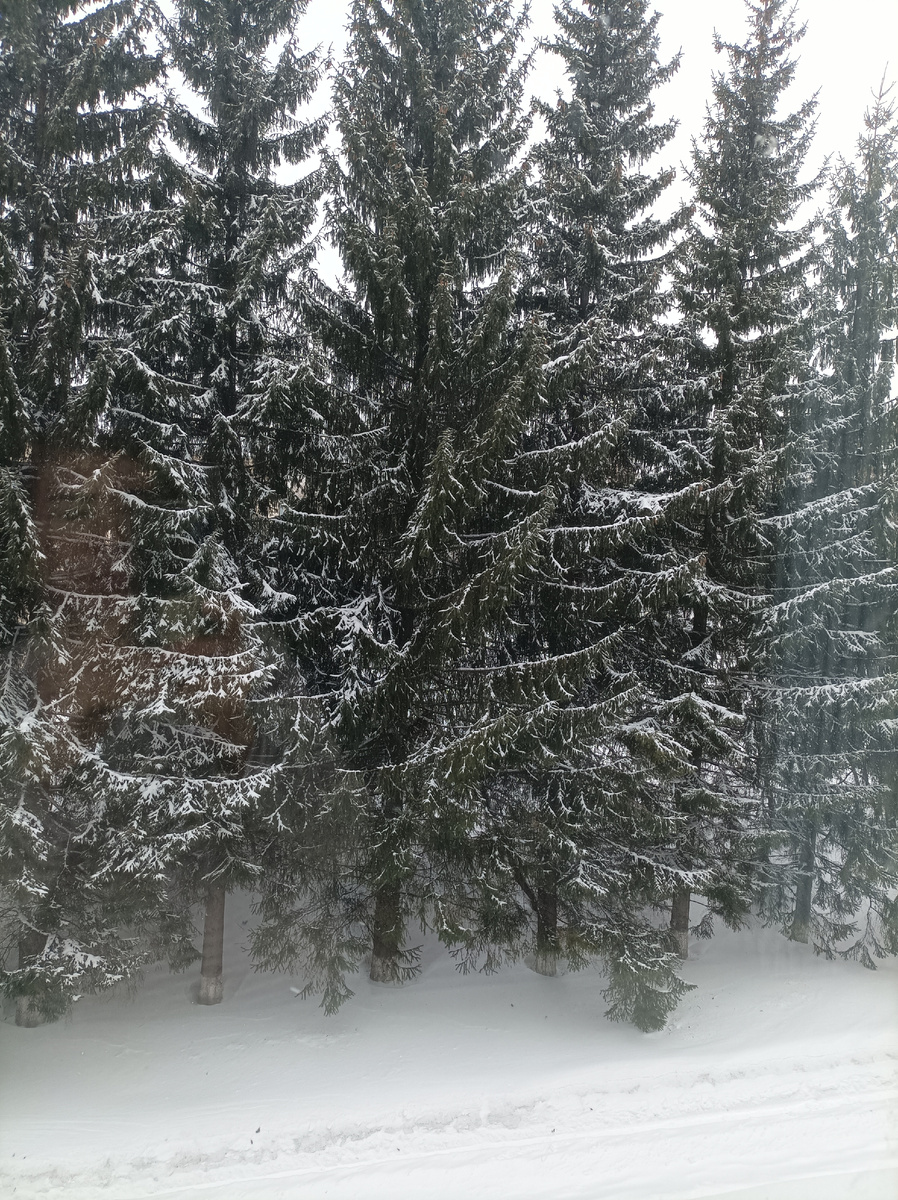 вид из окна палаты