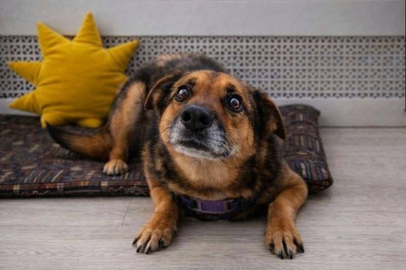 Когда-то домашняя Нэйти мечтает навсегда забыть ужас бездомной жизни