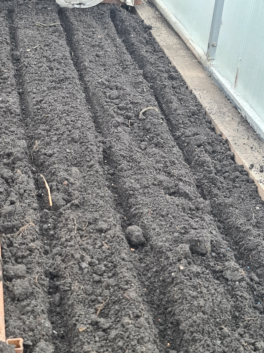 Редис и салат посеян.