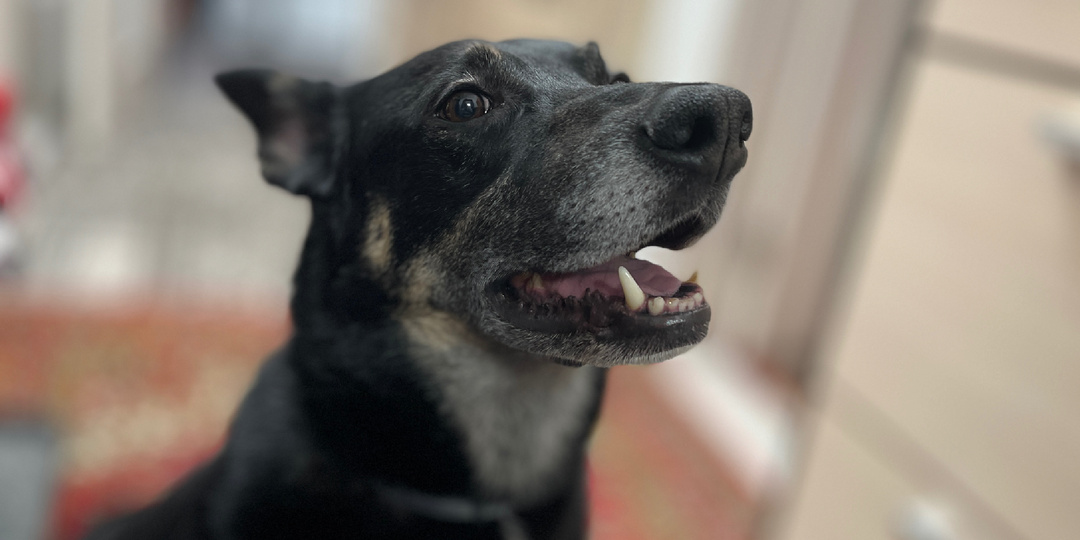 Нужно ли собакам чистить зубы